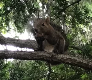 リス