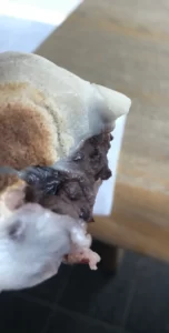 はんがんさま