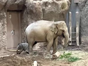 札幌市円山動物園