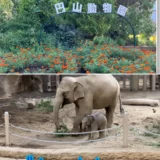 「タオちゃん！」ゾウの赤ちゃんに会える【円山動物園の混雑状況】の紹介ブログ in北海道
