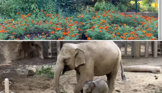 「タオちゃん！」ゾウの赤ちゃんに会える【円山動物園の混雑状況】の紹介ブログ in北海道