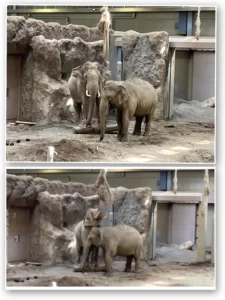 札幌市円山動物園　ゾウ