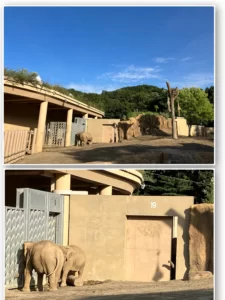 円山動物園　ぞう