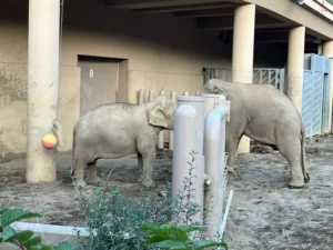 円山動物園　ゾウ